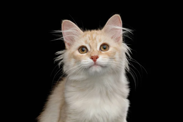 Portrait Ginger Siberian Kitten Furry Coat Looking Camera Isolated Black — Stock Photo, Image
