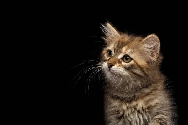 Närbild Porträtt Brun Tabby Siberian Kattunge Tittar Sidan Isolerad Svart — Stockfoto