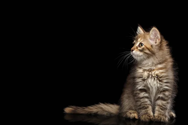 Tabby Siberian Kitten Sitting Looking Side Isolated Black Background Front — Stock Photo, Image