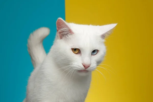 ปภาพของแมวขาวบร ตาแปลก และหางบนพ นหล าและส เหล องสดใส มมองด านหน — ภาพถ่ายสต็อก