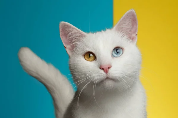 ปภาพของแมวขาวบร ตาแปลกและหางบนพ นหล าและส เหล องสดใส มมองด านหน — ภาพถ่ายสต็อก