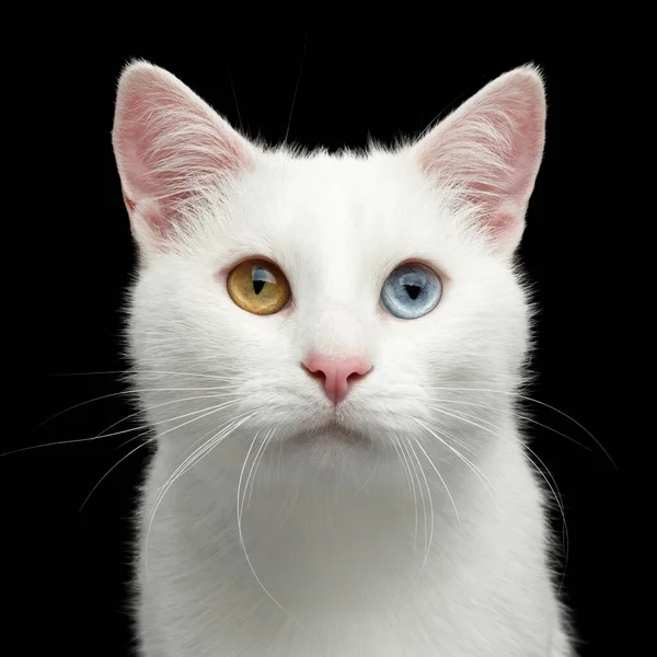 Portrait Pure White Cat Odd Eyes Isolated Black Background Front — Stock Photo, Image