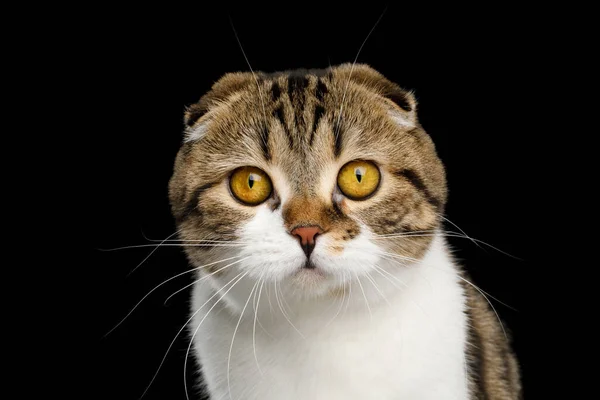 Portrét Scottish Fold Cat White Tabby Kožešinou Izolované Černém Pozadí — Stock fotografie