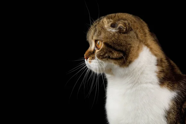 Következő Profilja Scottish Fold Cat White Tabby Fur Isolated Black — Stock Fotó