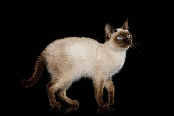 Scyth Toy Bobは 隔離された黒の背景に立つ最も小さい猫で 8ヶ月前 — ストック写真