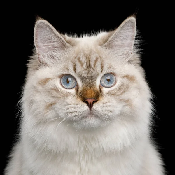 Portrait Neva Masquerade Cat Blue Eyes Isolated Black Background — Stock Photo, Image