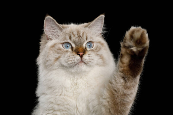 Funny Portrait of Neva Masquerade Cat with Blue Eyes Curiosity touching paw Isolated on Black Background