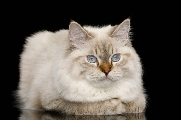 Cute Neva Masquerade Cat Niebieskimi Oczami Leżąc Izolowanym Czarnym Tle — Zdjęcie stockowe