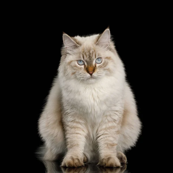 Cute Neva Masquerade Cat Blue Eyes Sitting Isolated Black Background — Stock Photo, Image