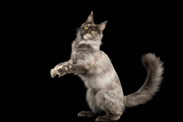 Verspielte Schildkröte Maine Coon Cat Jumping Isoliert Auf Schwarzem Hintergrund — Stockfoto