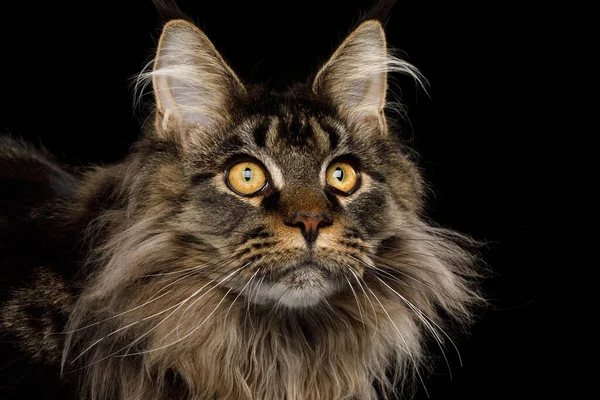 Close Portrait Adorable Maine Coon Cat Stare Isolated Black Background — Stock Photo, Image