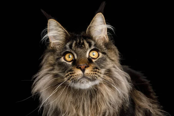 Close Portrait Adorable Maine Coon Cat Stare Isolated Black Background — Stock Photo, Image