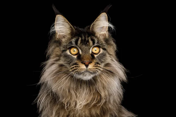 Close Retrato Enorme Maine Coon Cat Stare Isolado Fundo Preto — Fotografia de Stock