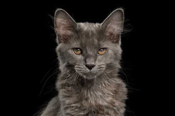 带灰色毛皮凝视的科林斯小山猫在孤立的黑色背景下的肖像 — 图库照片