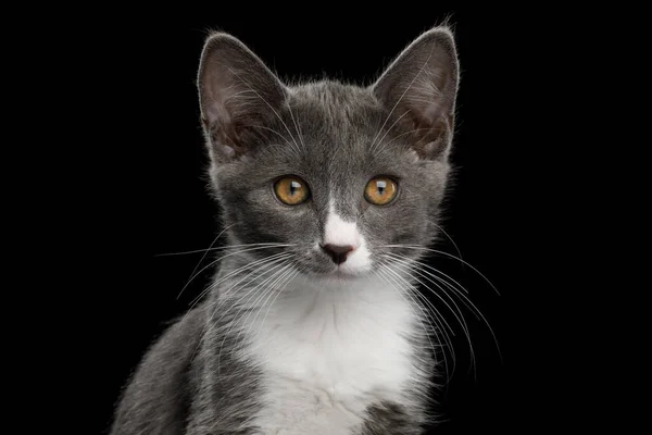 Portrait Cute Kurilian Bobtail Kitten White Breast Isolated Black Background — Stock Photo, Image