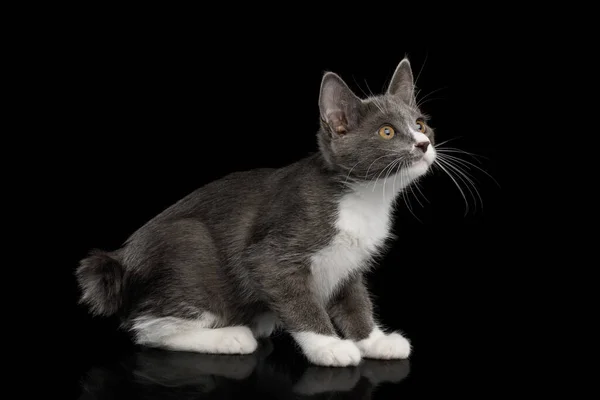 Carino Kurilian Bobtail Gattino Con Zampe Bianche Curioso Guardando Alto — Foto Stock