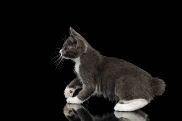 可爱的库里安山尾猫 白爪好奇的样子侧面 没有尾巴 孤立的黑色背景 — 图库照片