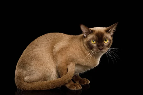 Choklad Burmesiska Katt Sitter Och Ser Söt Isolerad Svart Bakgrund — Stockfoto
