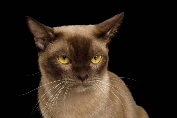 黒の背景に隔離された怒っている茶色のビルマ猫の肖像画 フロントビュー — ストック写真