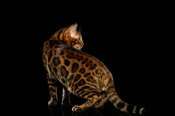 Грайливий Бенгальський Кіт Стоїть Озирається Назад Ізольований Чорний Фон Відображенням — стокове фото