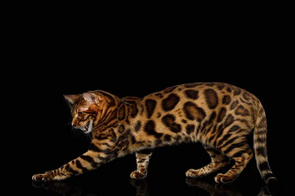 Playful Bengal Cat Standing Catching Paw Isolated Black Background Reflection — Stock Photo, Image