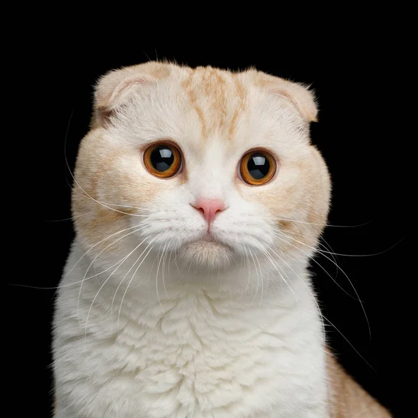 独白黑色背景下的大眼苏格兰杂交种猫科动物的肖像 — 图库照片