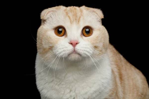 ปภาพของ Creame Scottish บสายพ แมวท ใบหน อยากร อยากเห Stare ในกล — ภาพถ่ายสต็อก