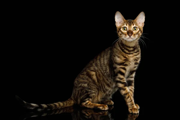 Toyger Cat Ülő Izolált Fekete Háttér Oldalnézet — Stock Fotó