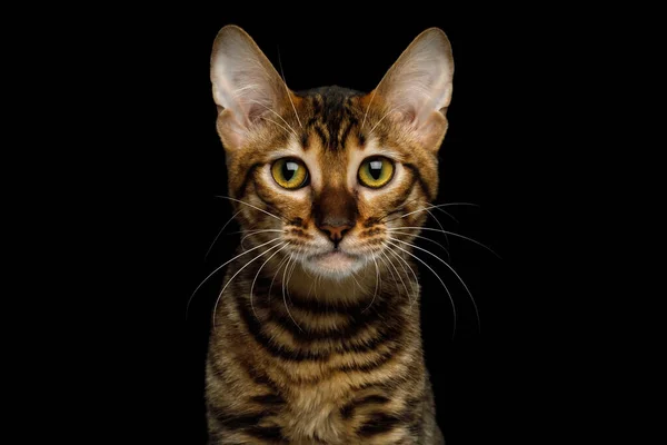 Portrait Toyger Cat Cute Face Isolated Black Background Front View — Stock Photo, Image