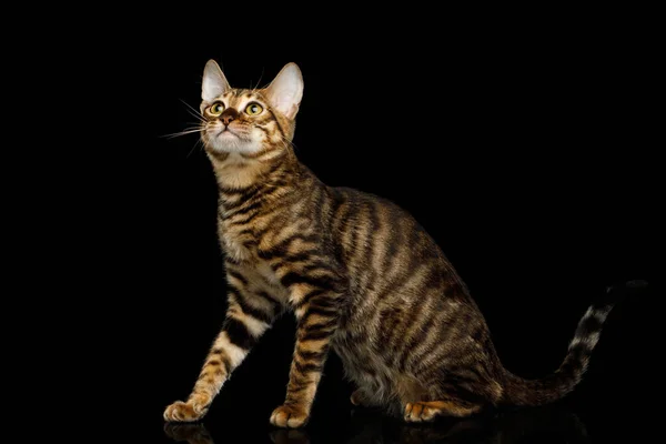 Toyger Cat Сидящий Изолированном Черном Фоне Вид Сбоку — стоковое фото