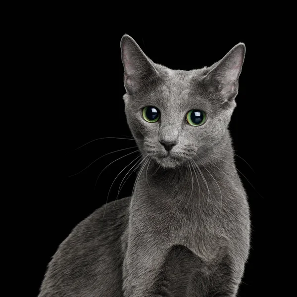 Funny Portrait Russian Blue Cat Big Green Eyes Looks Curious — Stock Photo, Image