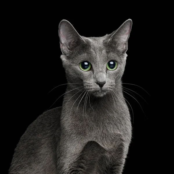 Porträtt Ryska Blå Katt Med Stora Gröna Ögon Isolerad Svart — Stockfoto
