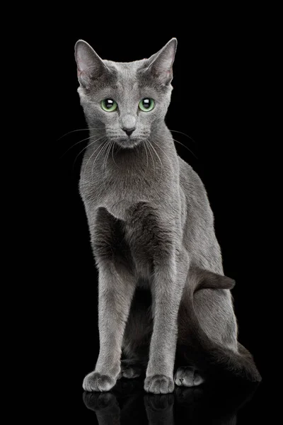Російський Синій Кіт Сидить Відокремленому Чорному Фоні — стокове фото