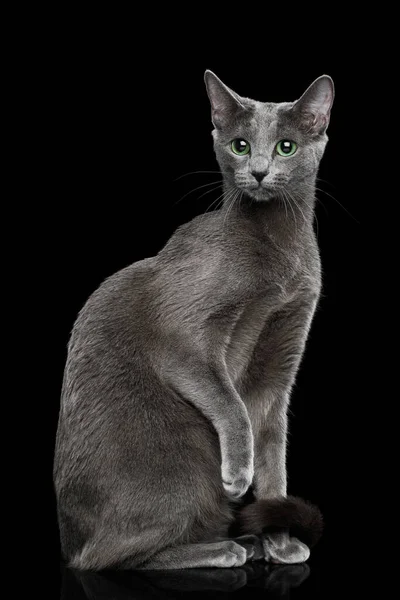 Rosyjski Niebieski Kot Siedzi Izolowanym Czarnym Tle — Zdjęcie stockowe