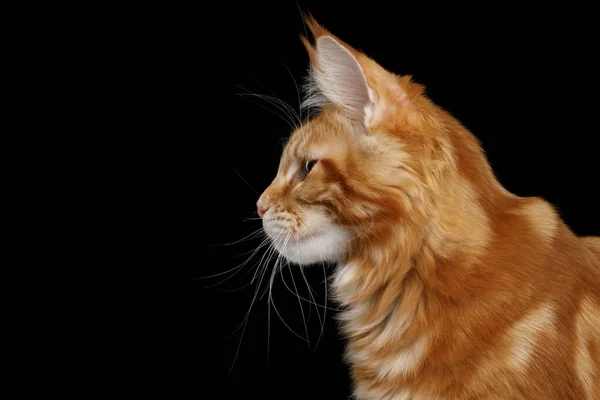 Portrét Mladé Ginger Maine Mýval Kočka Izolované Černém Pozadí Profil — Stock fotografie