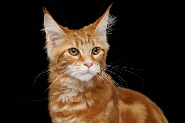 Portrait Young Ginger Maine Coon Cat Isolated Black Background Front — Stock Photo, Image