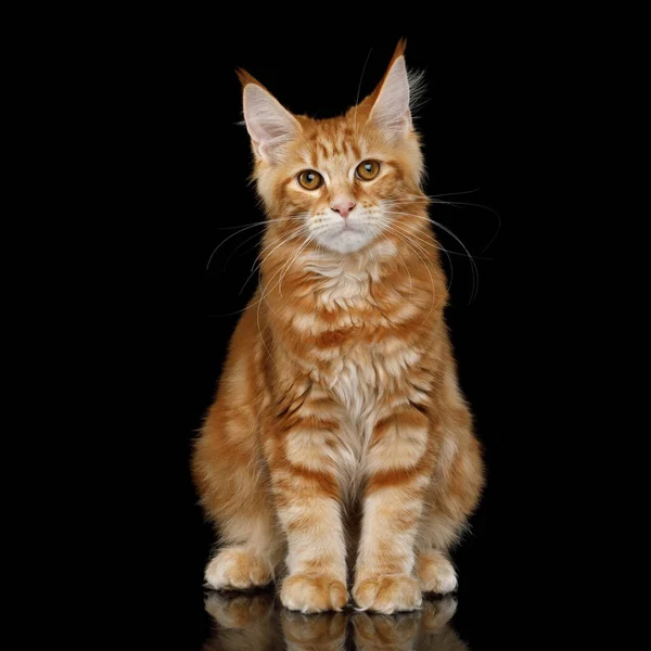 Młody Ginger Maine Coon Cat Siedzi Patrzy Aparacie Odizolowany Czarnym — Zdjęcie stockowe