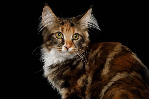 Porträt Der Jungen Maine Coon Cat Die Auf Schwarzem Hintergrund — Stockfoto