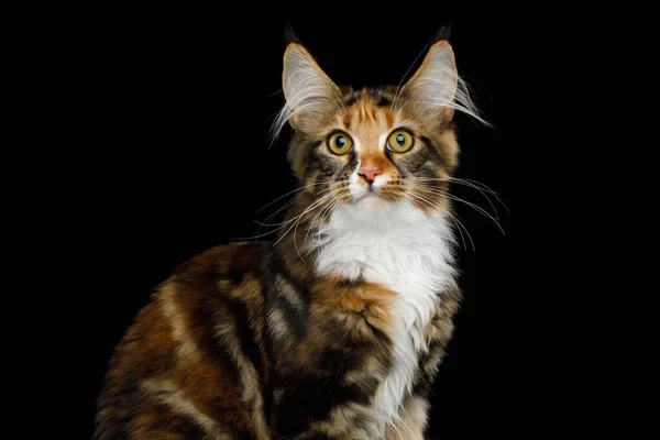 Portrét Mladé Maine Mýval Kočka Sedí Zvědavý Při Pohledu Kamery — Stock fotografie