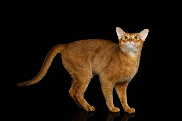 Playful Abyssinian Cat Standing Side Curious Face Isolated Black Background — Stock Photo, Image