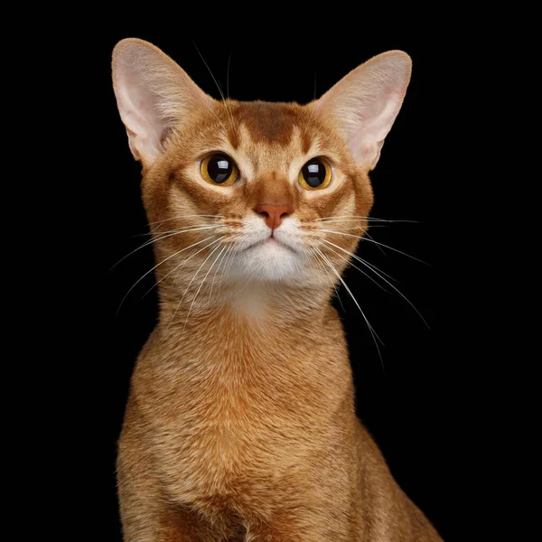 Porträtt Abyssinian Katt Med Stora Ögon Isolerad Svart Bakgrund Framifrån — Stockfoto