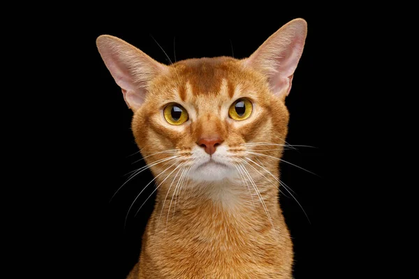 Retrato Gato Abisinio Con Cara Curiosa Aislado Sobre Fondo Negro —  Fotos de Stock