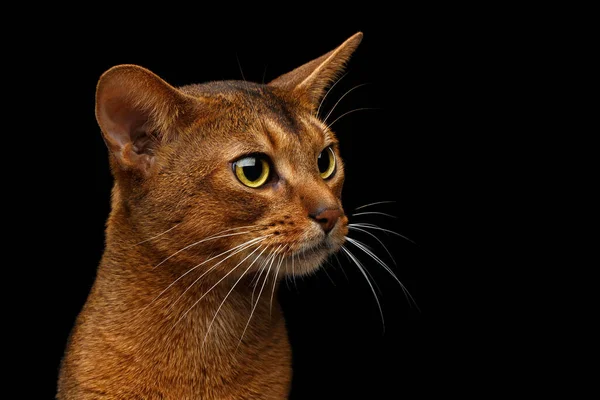 Głowa Zbliżenie Czysty Abyssinian Kot Profilu Portret Izolowany Czarnym Tle — Zdjęcie stockowe