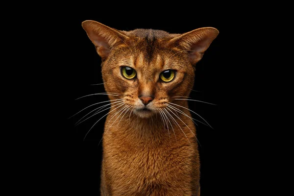 Close Hoofd Van Chagrijnige Abessijn Kat Front Portret Staren Met — Stockfoto