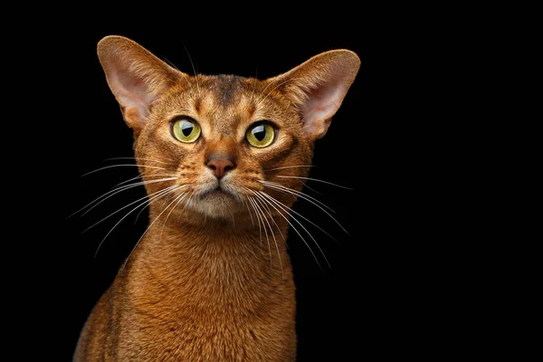 Closeup Head Purebred Abyssinian Cat Front Portrait Isolated Black Background — Stock Photo, Image