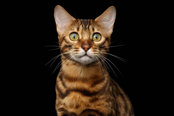 Gold Bengal Cat Closeup Portrait Rosette Looking Camera Curiously Isolated — 스톡 사진