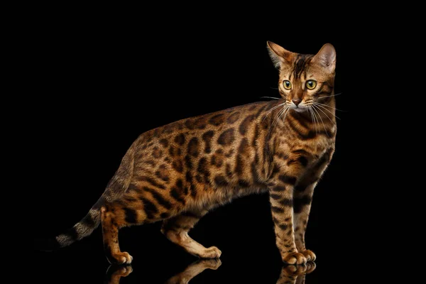 Entzückende Gold Bengal Cat Mit Rosette Auf Isoliertem Schwarzem Hintergrund — Stockfoto