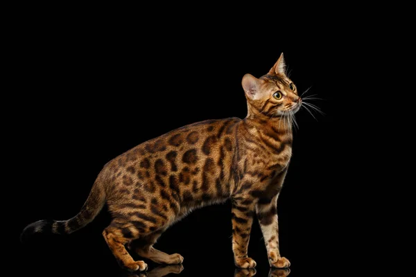 Gold Bengal Cat Mit Rosette Auf Isoliertem Schwarzem Hintergrund — Stockfoto