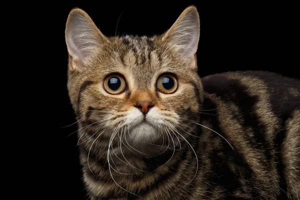 Detailní Záběr Portrét Tabby Scottish Kitten Legrační Vzhled Izolovaném Černém — Stock fotografie