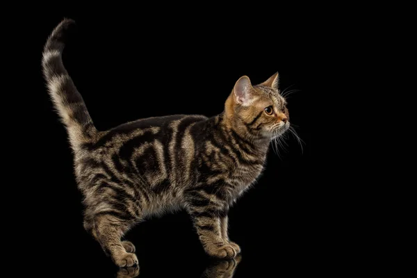 Stamboom Tabby Scottish Kitten Staande Aan Zijkant Opkijkend Nieuwsgierig Naar — Stockfoto